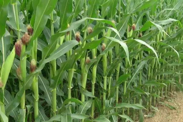 荣玉糯7号玉米种子介绍，中抗大斑病