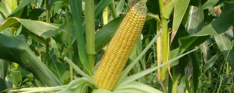 好玉4号玉米种子特征特性，生育期150.5天