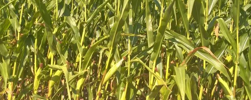 宣白玉8号玉米品种简介，中抗纹枯病