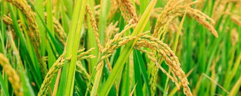 锦香优2017水稻种子简介，每亩增施2千克尿素）
