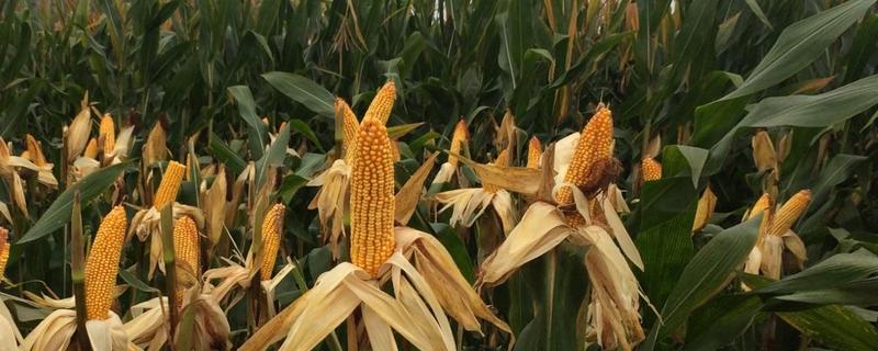 高康3号（试验名称：高康3号）玉米品种简介，密度不宜过大