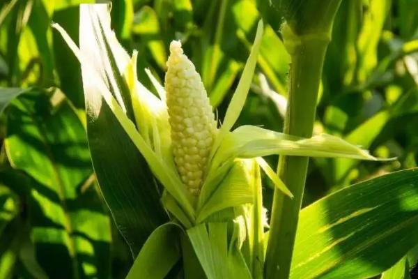 金粒6号（试验名称：金粒6号）玉米种子特点，高抗大斑病