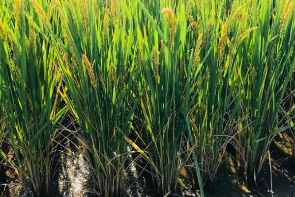 广8优1973（试验名称：广8优1973）水稻种子介绍，全生育期153.75天