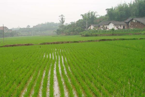 黔优1130（试验名称：红糯优1130）水稻品种的特性，基本苗每亩4-5万