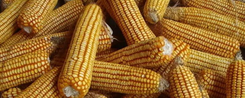 振华1504玉米品种简介，中抗茎腐病
