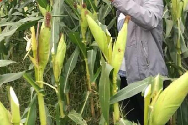 镇玉508玉米种子特点，适宜播种期4月上旬
