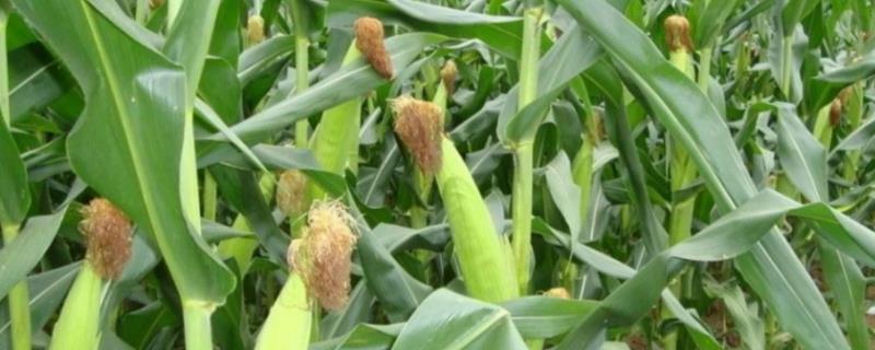 镇玉508玉米种子特点，适宜播种期4月上旬