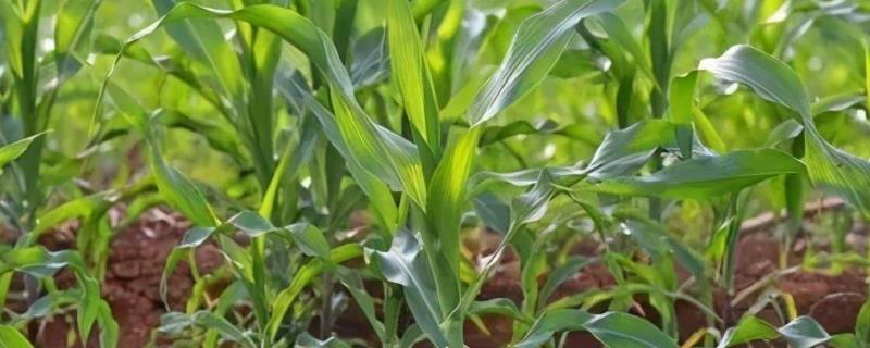 陕单659玉米种子特点，适宜播种期4月中下旬