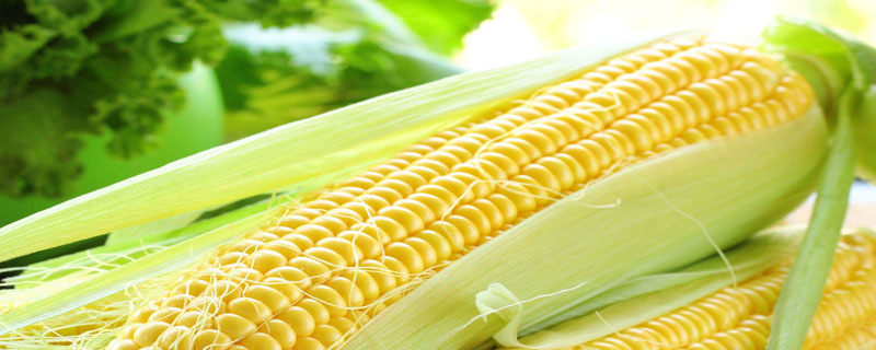 榆玉9号玉米种简介，中抗茎腐病和穗腐病