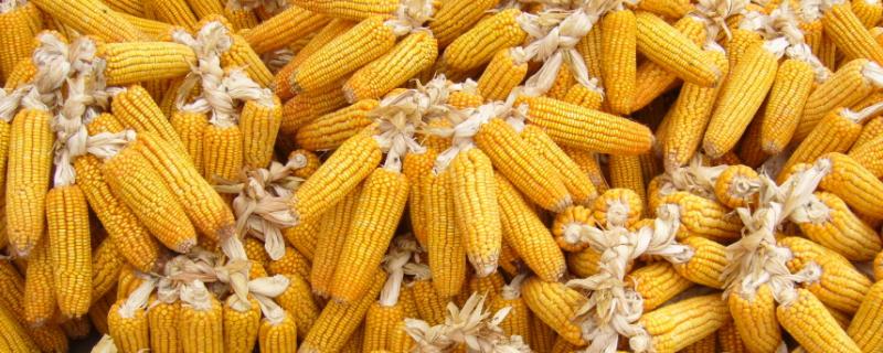 咸科602玉米种子简介，每亩种植4500-5000株