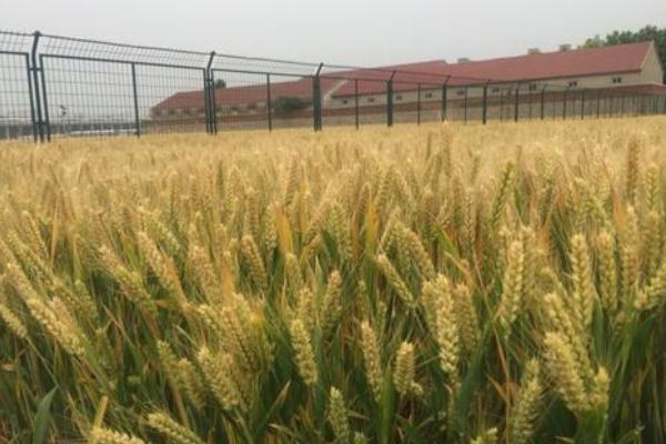 荣华906小麦种子特征特性，属弱冬性中熟品种