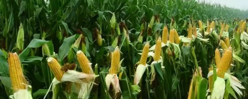 圣金玉566玉米种简介，全生育期灌水3～4次