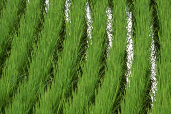 金早粳3号水稻品种简介，平均每亩有效穗23.7万