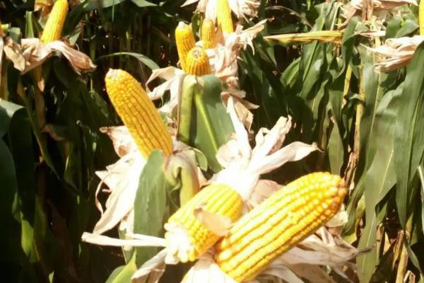 大平原113玉米种子特点，苗期注意防治蓟马及蚜虫危害