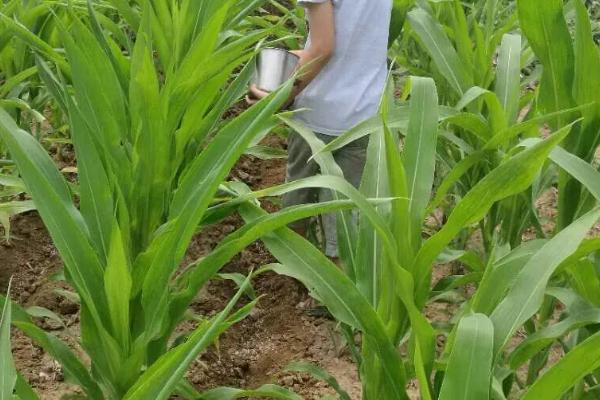 中科玉513玉米品种简介，4月下旬至5月上旬播种