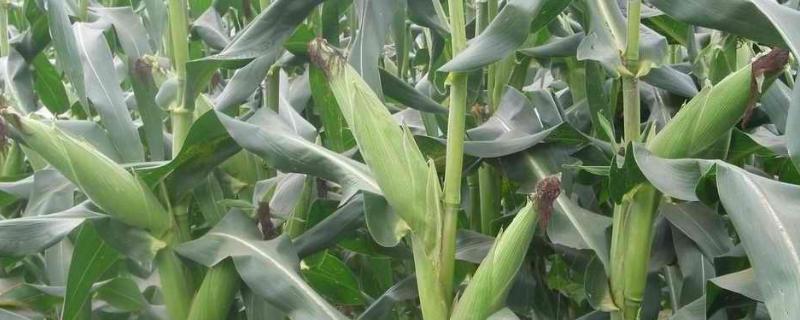 顺新88玉米种子特征特性，适应区4月下旬至5月上旬播种