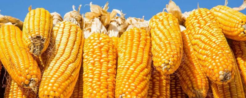 科惠375玉米品种的特性，适应区4月下旬至5月上旬播种