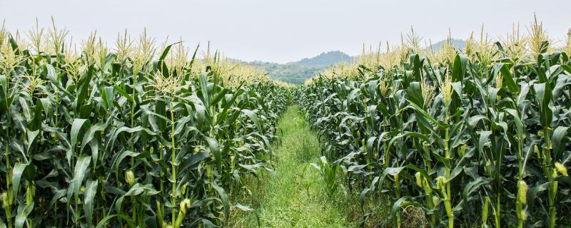 黑甜玉8号玉米种子介绍，每亩种植密度以3200株为宜