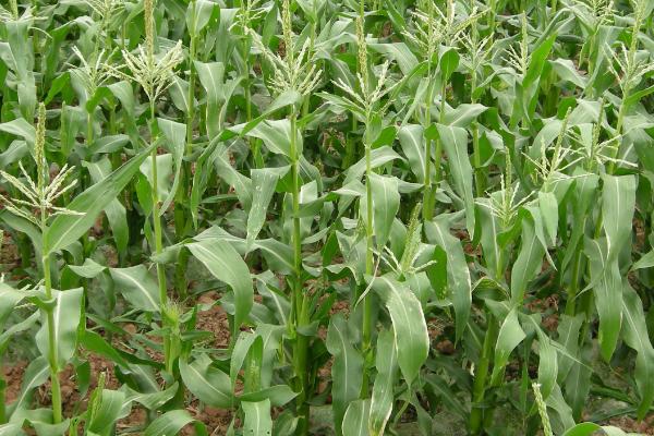 珍珠糯8号玉米品种简介，高抗茎腐病
