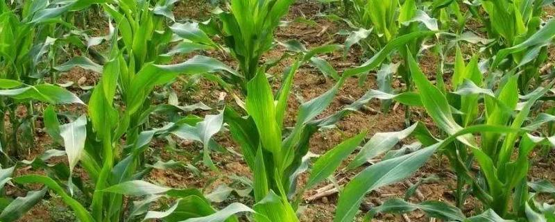 斯达甜222玉米品种的特性，该品种喜肥水