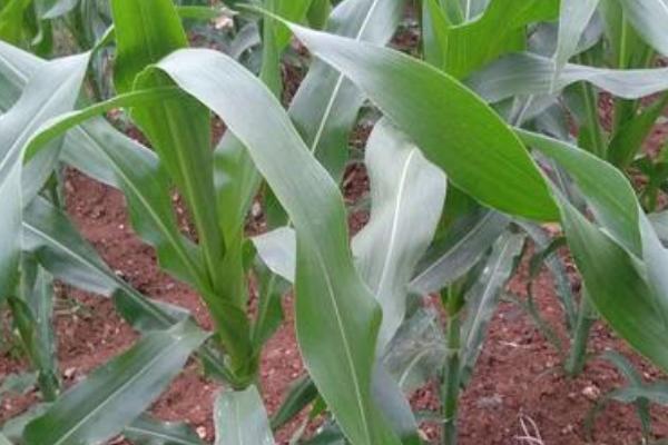 冀农737玉米种子特征特性，每亩适宜种植密度5000株