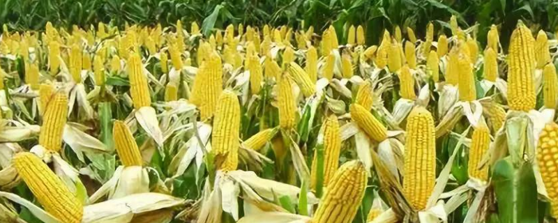 冀农737玉米种子特征特性，每亩适宜种植密度5000株