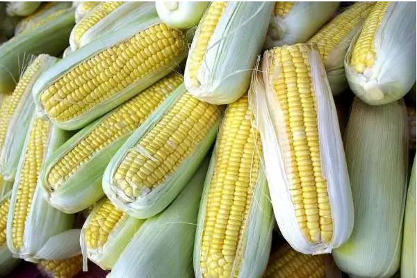 陕单650玉米种子特点，适宜播种期6月上中旬