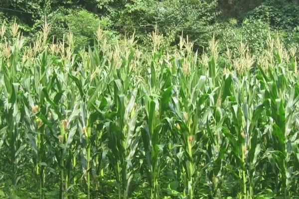 陕单650玉米种子特点，适宜播种期6月上中旬