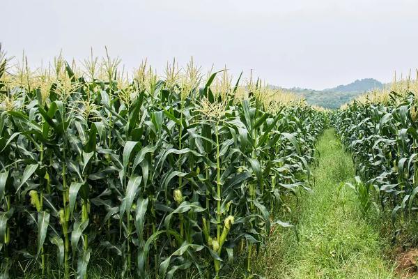 先玉1871玉米种子特点，亩植密度4500左右