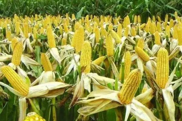 五A716玉米品种的特性，每亩种植密度4500株左右