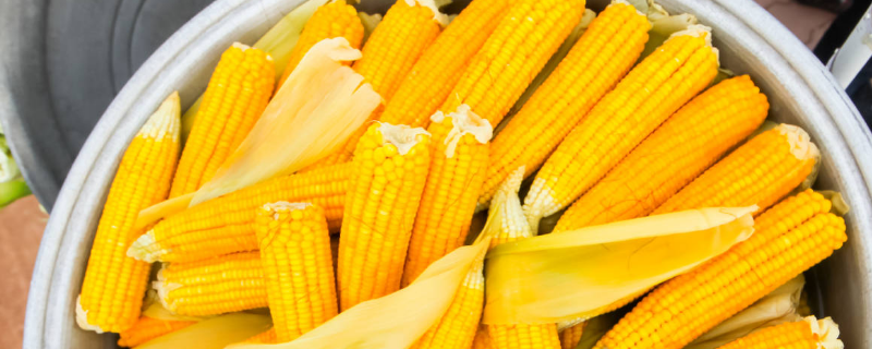 美联5931玉米种子特点，4月中下旬至5月中上旬播种