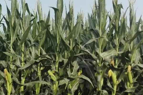 吉单582玉米品种简介，一般地温10℃以上进行播种