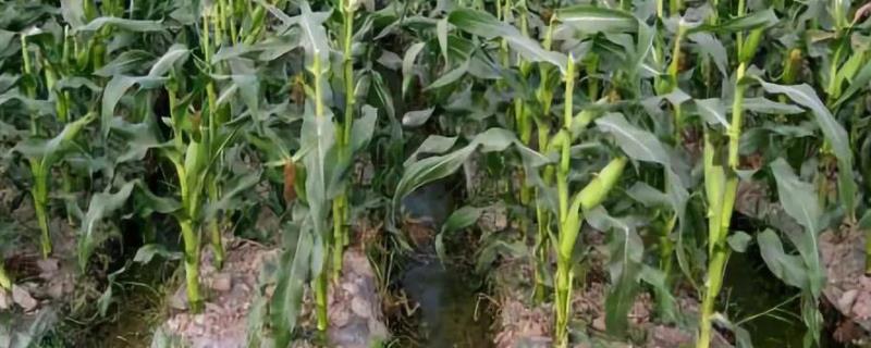 苏玉161玉米种子特点，防治地下害虫