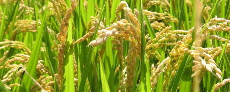 甬优7826水稻种子特征特性，亩播种量10公斤左右