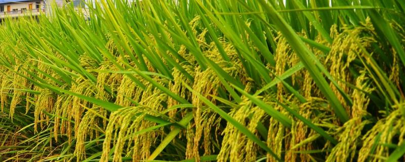 宁香粳9号水稻种子特征特性，当每亩茎蘖苗达够穗苗时
