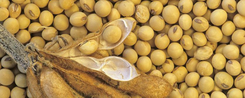 圣豆12大豆种简介，种植密度5万株/亩