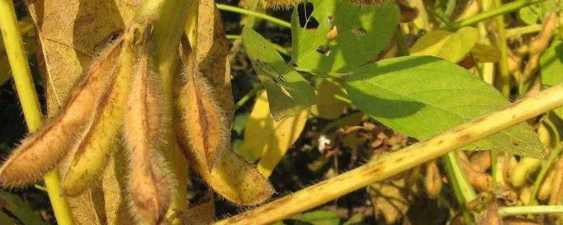 中涡18大豆种子特点，全生育期102天左右