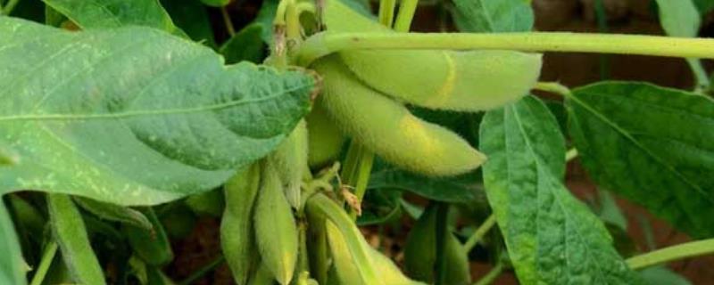 皖豆22467大豆种子简介，每亩播种量5-6千克