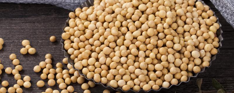 皖杂豆5号大豆种子介绍，高肥力地块1万株/亩