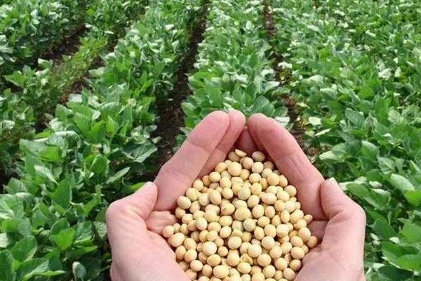 徐豆26大豆种简介，一般6月上中旬播种