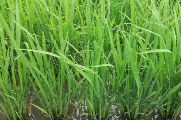 徽两优899水稻种子特征特性，大田每亩用种量5-2千克