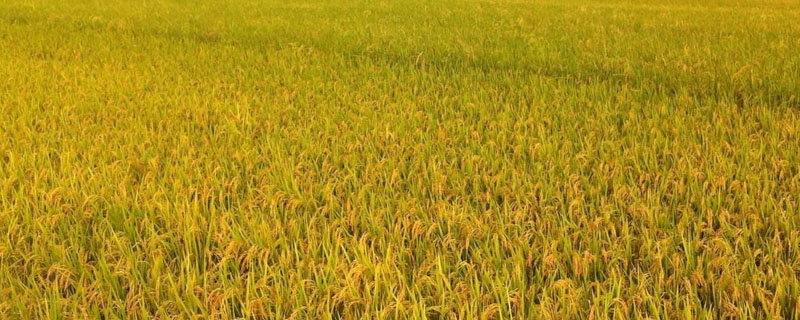 福昌优661水稻种子简介，每亩有效穗数19.1万
