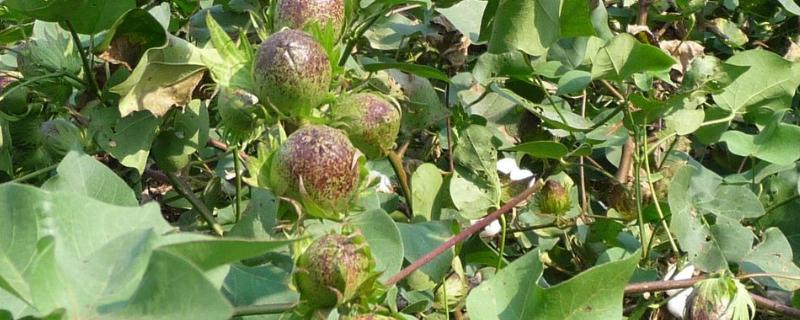赣棉Z006棉花种子介绍，4月初播种