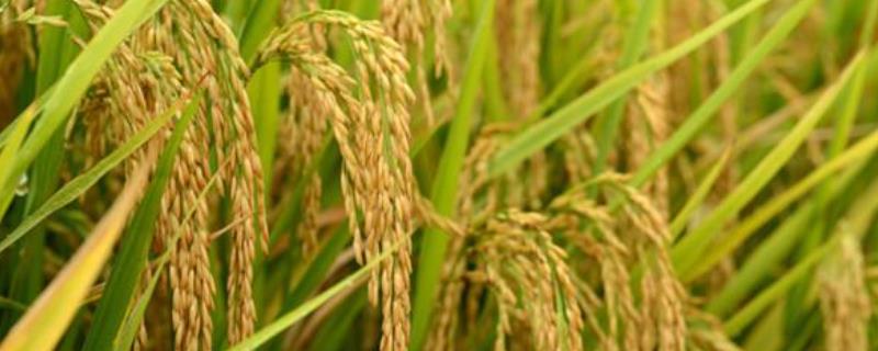 天优520水稻种简介，大田用种量每亩1.2公斤