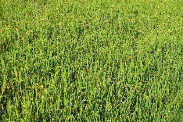 天优520水稻种简介，大田用种量每亩1.2公斤