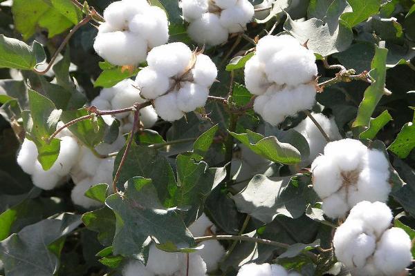 德棉10号棉花品种的特性，适宜播期4月5～25日