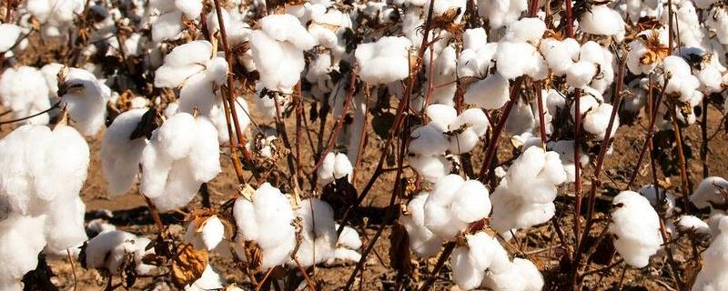 德棉10号棉花品种的特性，适宜播期4月5～25日