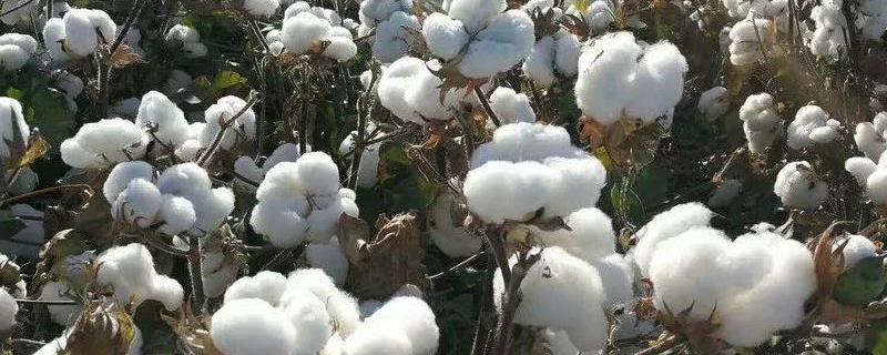 银兴棉16号棉花种子特点，适宜密度为每亩3500株左右
