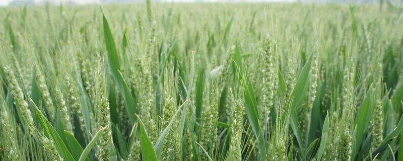 富麦916小麦种简介，每亩适宜基本苗14～22万
