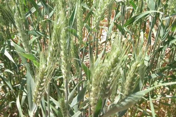 富麦916小麦种简介，每亩适宜基本苗14～22万